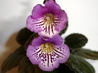 Sinningia 'Flair' Sinningia 'Flair'